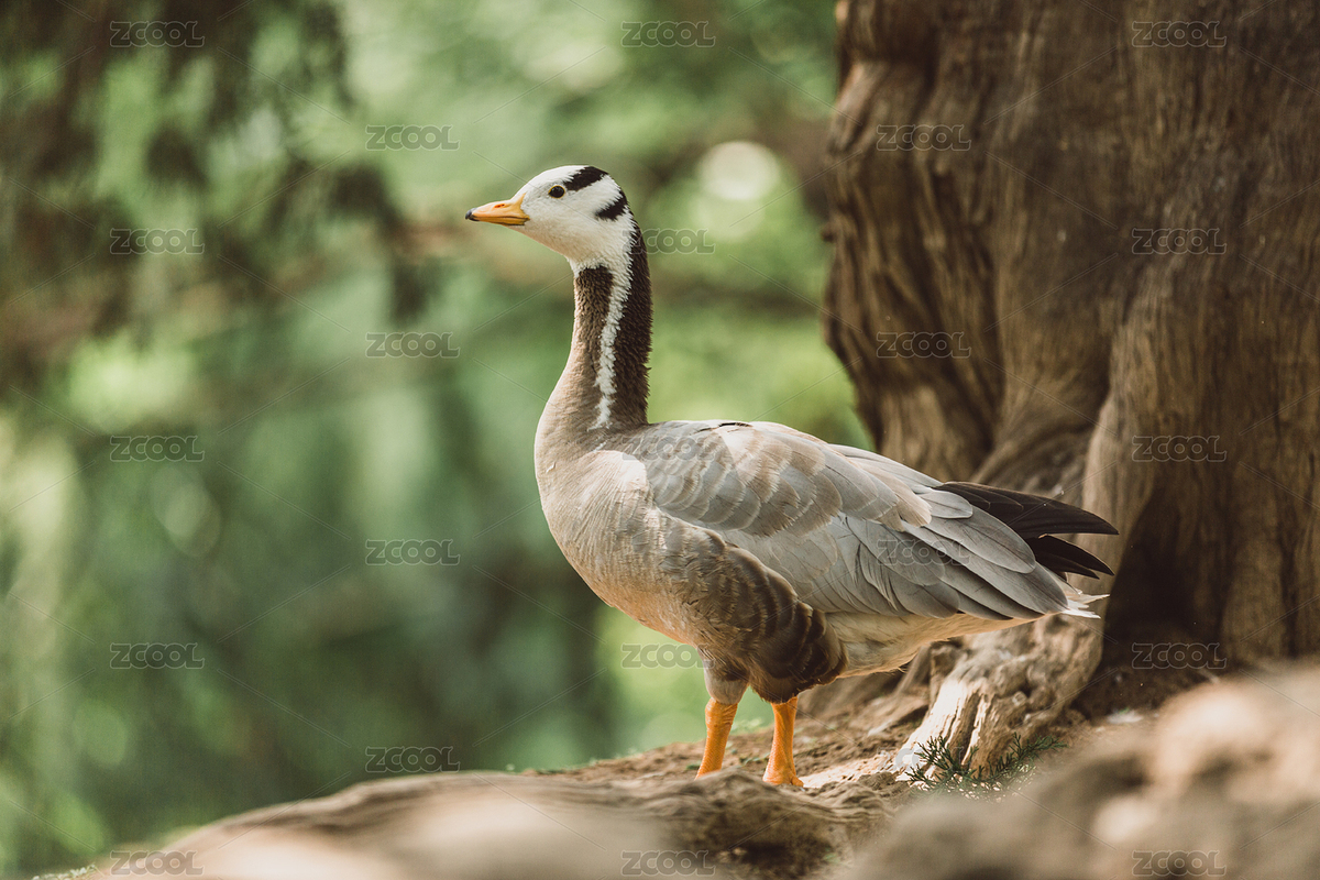 動物園里一只可愛的斑頭雁（主預(yù)覽-8601687） - 未分類 - 站酷設(shè)計師juntone77原創(chuàng)素材 - 站酷ZCOOL
