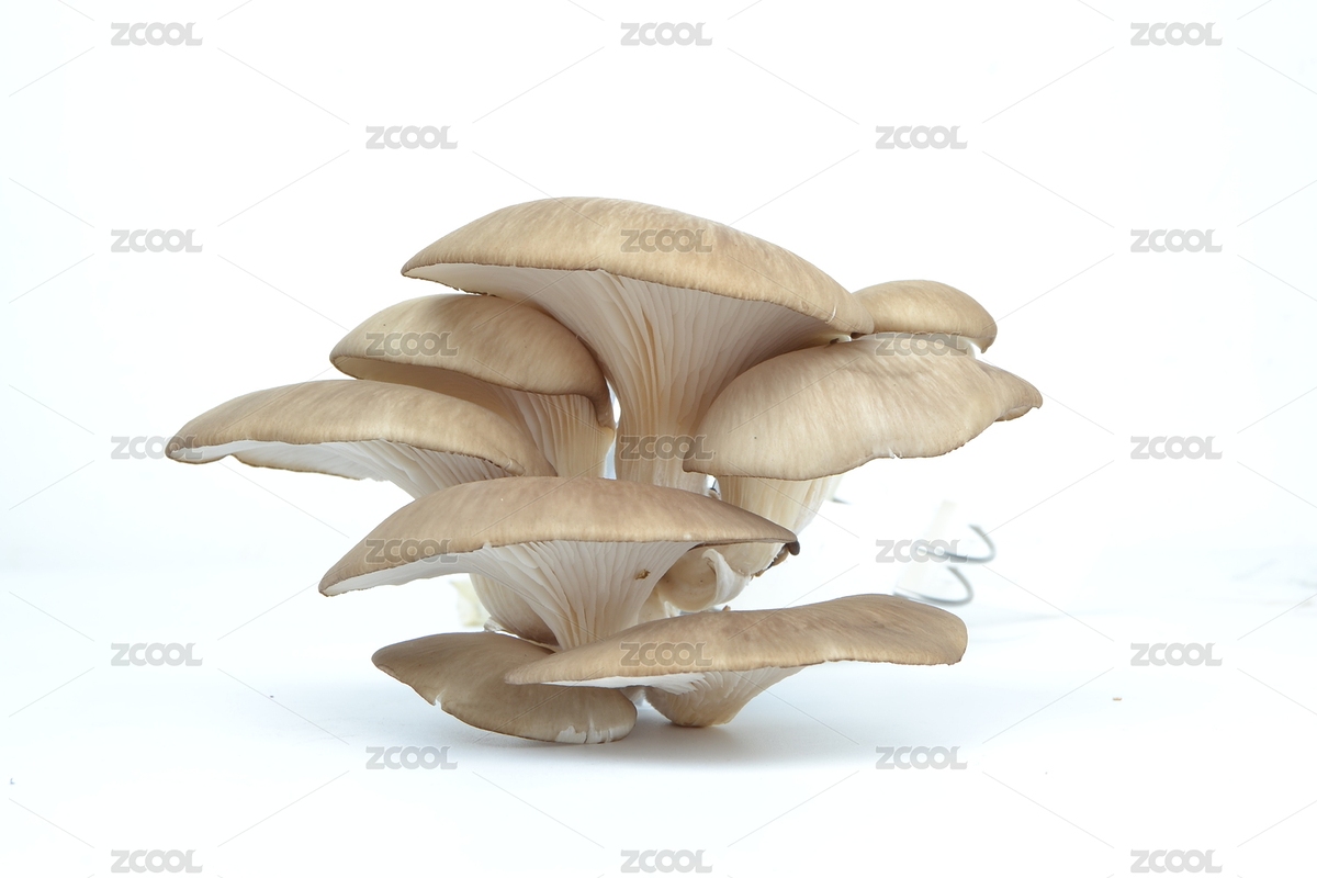 蘑菇（主預覽-7623400） - 未分類 - 站酷設計師ddukang原創(chuàng)素材 - 站酷ZCOOL