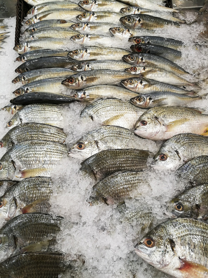 鯽魚（主預(yù)覽-7801577） - 未分類 - 站酷設(shè)計(jì)師wmei5881原創(chuàng)素材 - 站酷ZCOOL