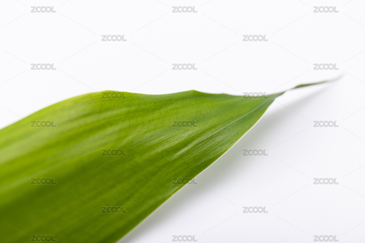 綠色白邊富貴竹葉子（主預(yù)覽-8980716） - 未分類 - 站酷設(shè)計(jì)師未&來(lái)原創(chuàng)素材 - 站酷ZCOOL