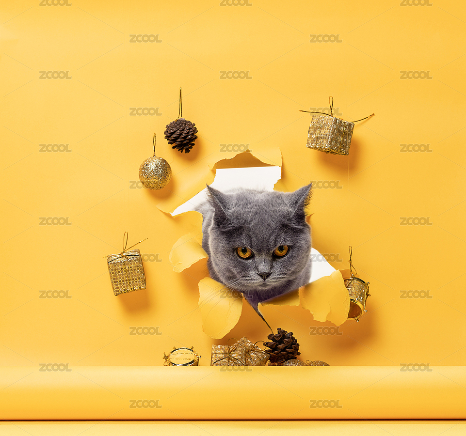 英短藍(lán)貓動(dòng)態(tài)抓拍，黃色鏤空創(chuàng)意背景（主預(yù)覽-1876206） - 未分類 - 站酷設(shè)計(jì)師90后老徐原創(chuàng)素材 - 站酷ZCOOL