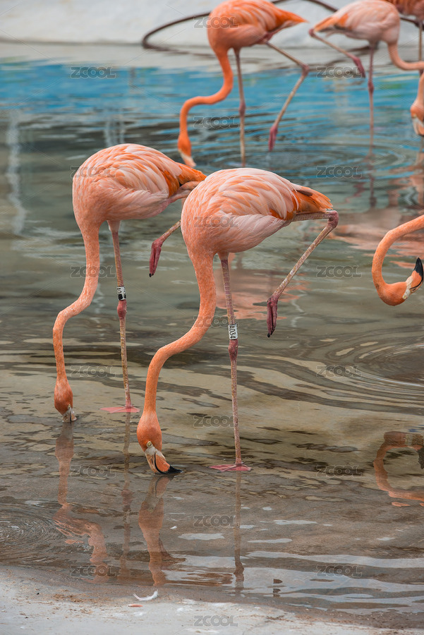 火烈鳥（主預覽-6505949） - 未分類 - 站酷設計師憶江原創(chuàng)素材 - 站酷ZCOOL