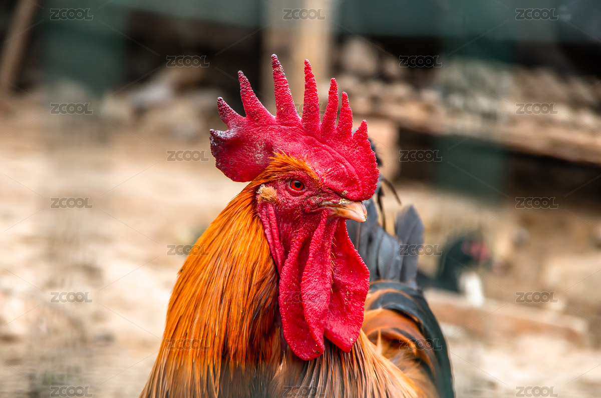 人工养殖的公鸡（主预览-798071） - 未分类 - 站酷设计师RKMT1原创素材 - 站酷ZCOOL