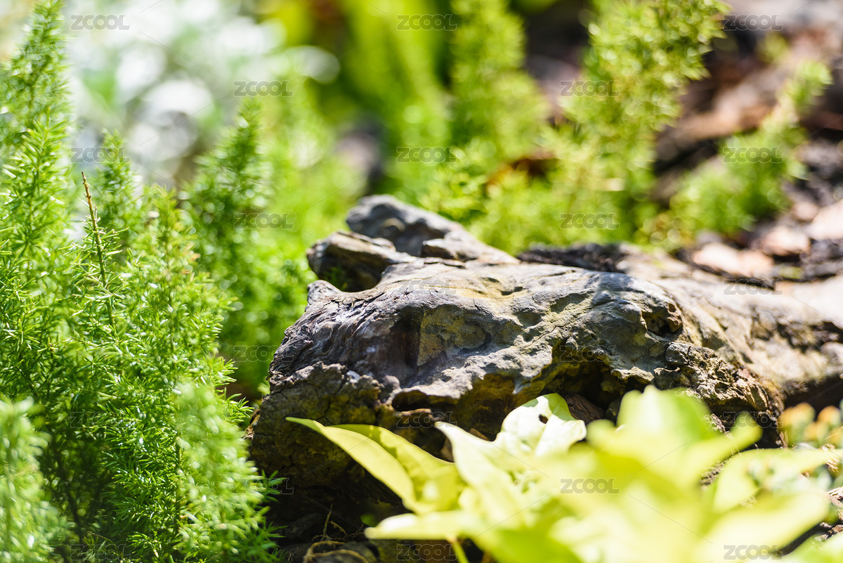 草花叢中大樹(shù)根（主預(yù)覽-1988405） - 未分類 - 站酷設(shè)計(jì)師forgetsky原創(chuàng)素材 - 站酷ZCOOL