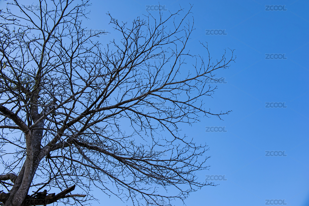 冬季公園里路邊的干枯的樹枝（主預(yù)覽-8448742） - 未分類 - 站酷設(shè)計師范范0809原創(chuàng)素材 - 站酷ZCOOL