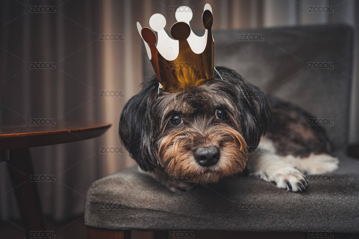 過生日的小狗戴著生日帽趴在椅子上賣萌（主預(yù)覽-3466783） - 未分類 - 站酷設(shè)計(jì)師很圓的方塊原創(chuàng)素材 - 站酷ZCOOL