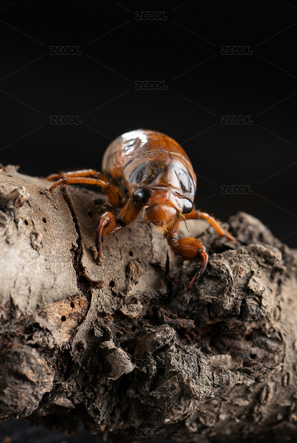 爬樹(shù)的知了（主預(yù)覽-8456884） - 未分類(lèi) - 站酷設(shè)計(jì)師拍美食的蝸牛原創(chuàng)素材 - 站酷ZCOOL