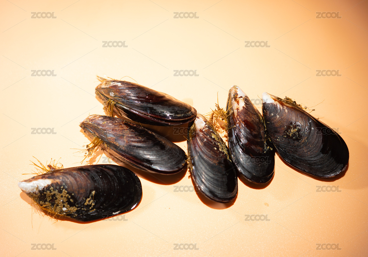 青口貝食材（主預(yù)覽-8736655） - 未分類 - 站酷設(shè)計(jì)師荷花1原創(chuàng)素材 - 站酷ZCOOL