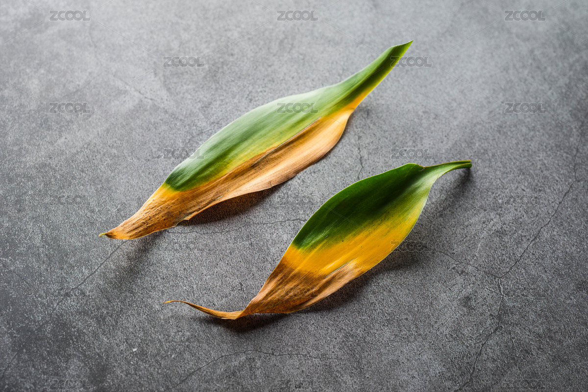 富貴竹葉片呈現(xiàn)的自然漸變色（主預(yù)覽-8843866） - 未分類 - 站酷設(shè)計(jì)師蔚藍(lán)的白日夢(mèng)原創(chuàng)素材 - 站酷ZCOOL