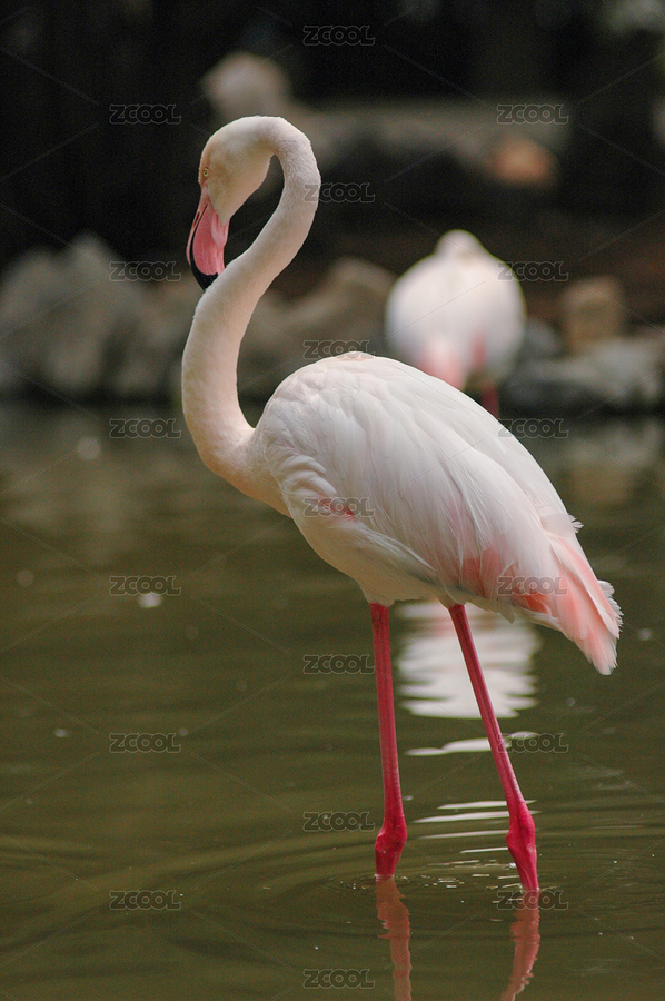 火烈鳥（主預(yù)覽-6067226） - 未分類 - 站酷設(shè)計師金翅大鵬原創(chuàng)素材 - 站酷ZCOOL