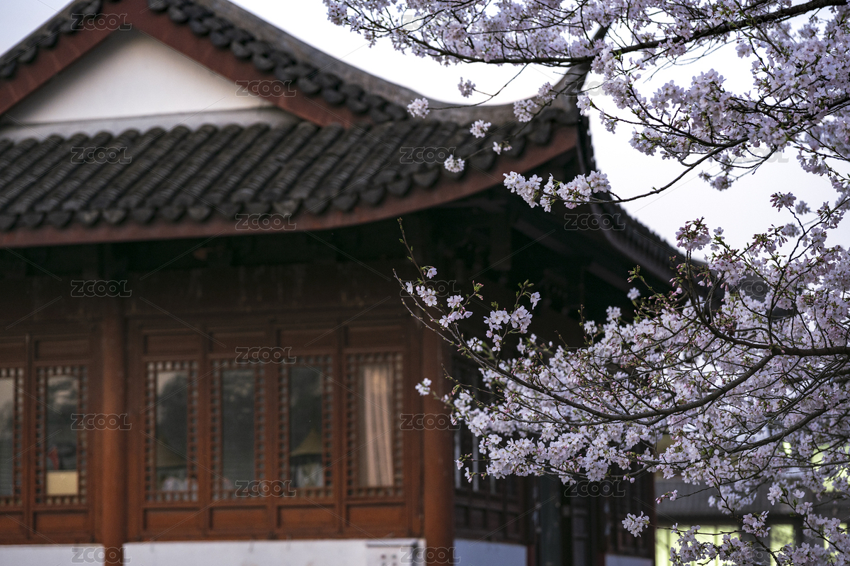 杭州西湖曲院風(fēng)荷櫻花（主預(yù)覽-11415631） - 未分類 - 站酷設(shè)計(jì)師孫小北時(shí)代影像庫原創(chuàng)素材 - 站酷ZCOOL