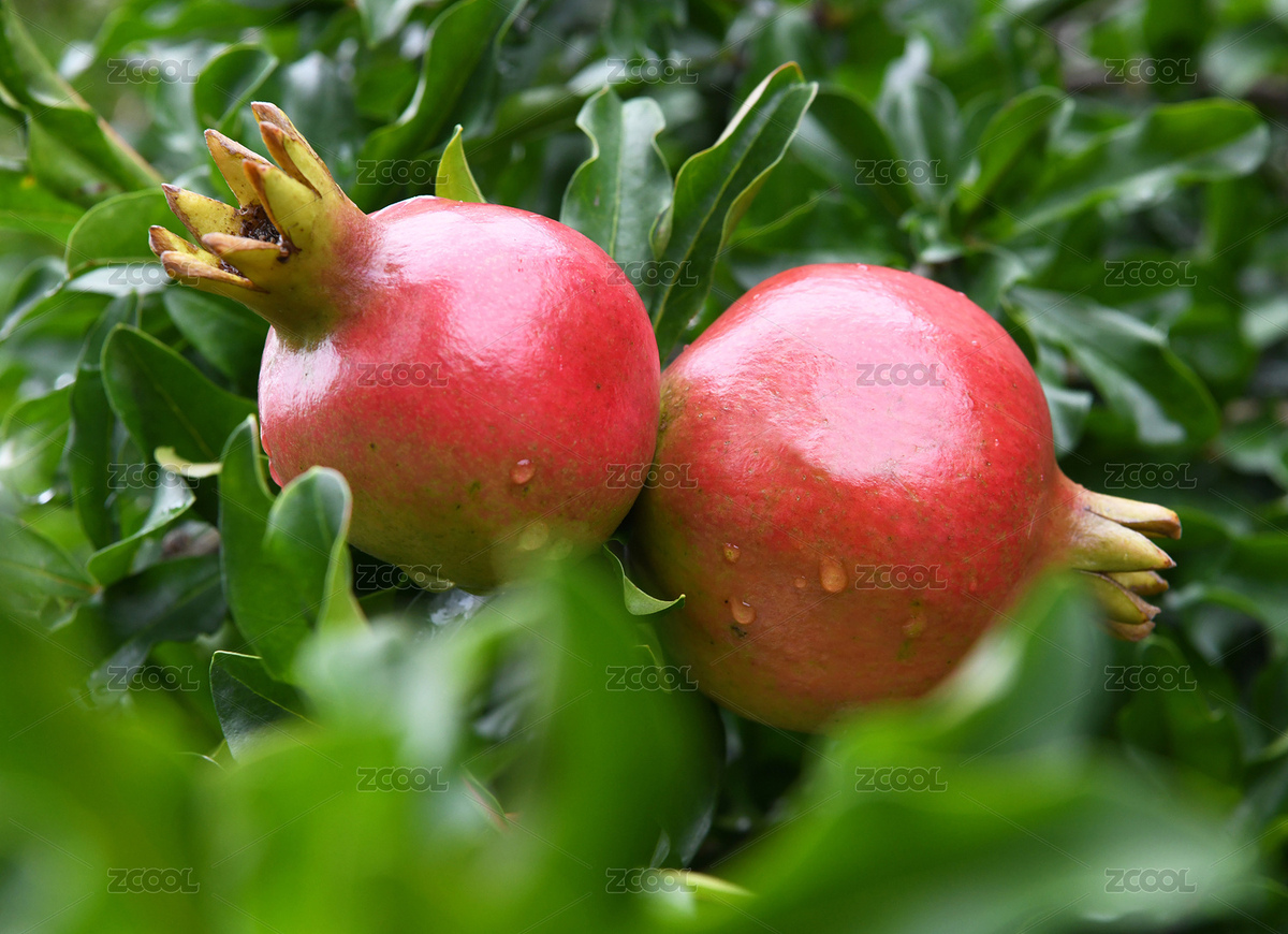 山東棗莊嶧城區(qū)萬畝榴園內(nèi)紅石榴掛滿枝頭（主預(yù)覽-8502072） - 未分類 - 站酷設(shè)計師lizongxian原創(chuàng)素材 - 站酷ZCOOL