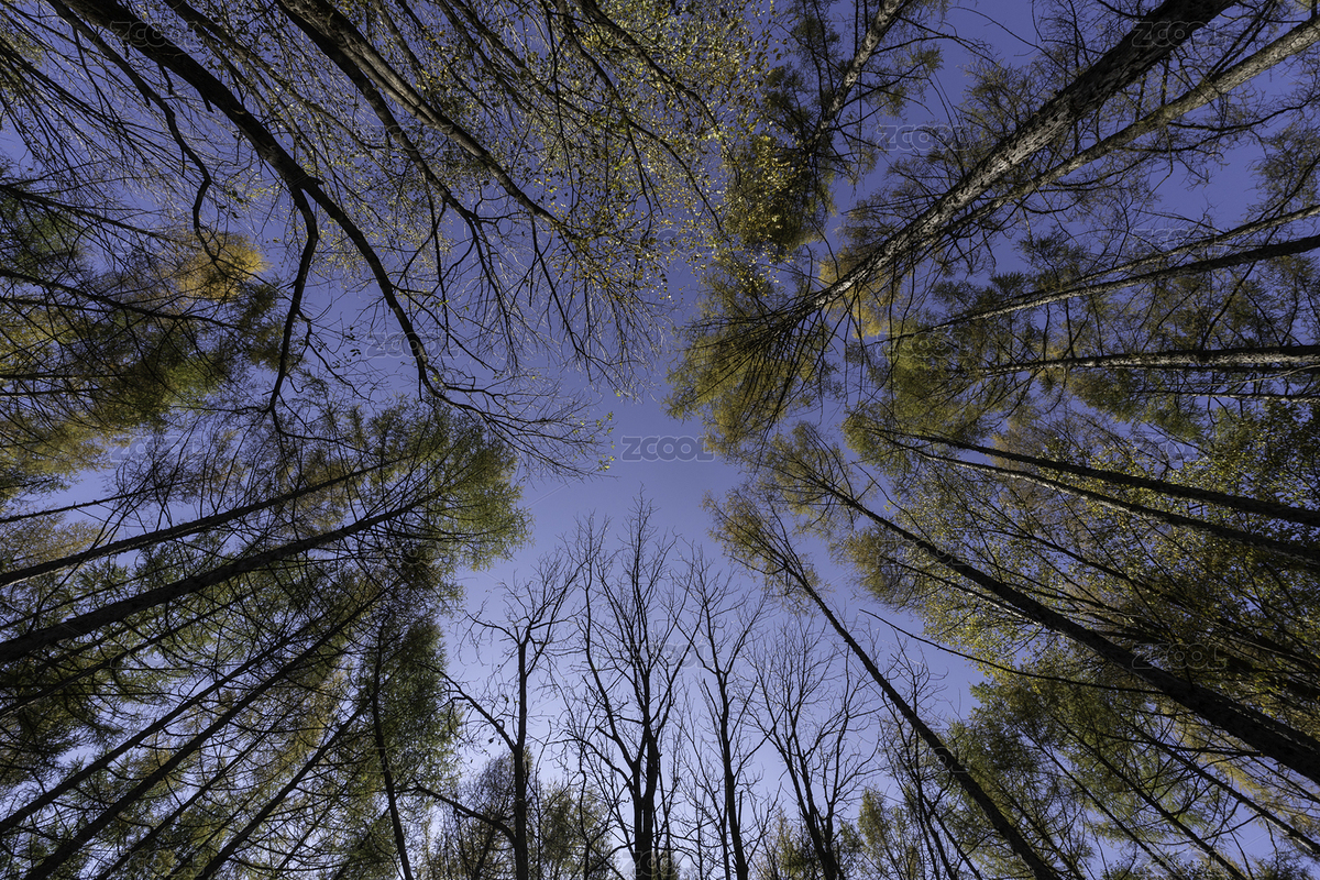 低視角秋天樹林（主預(yù)覽-3435634） - 未分類 - 站酷設(shè)計(jì)師Barry9318原創(chuàng)素材 - 站酷ZCOOL