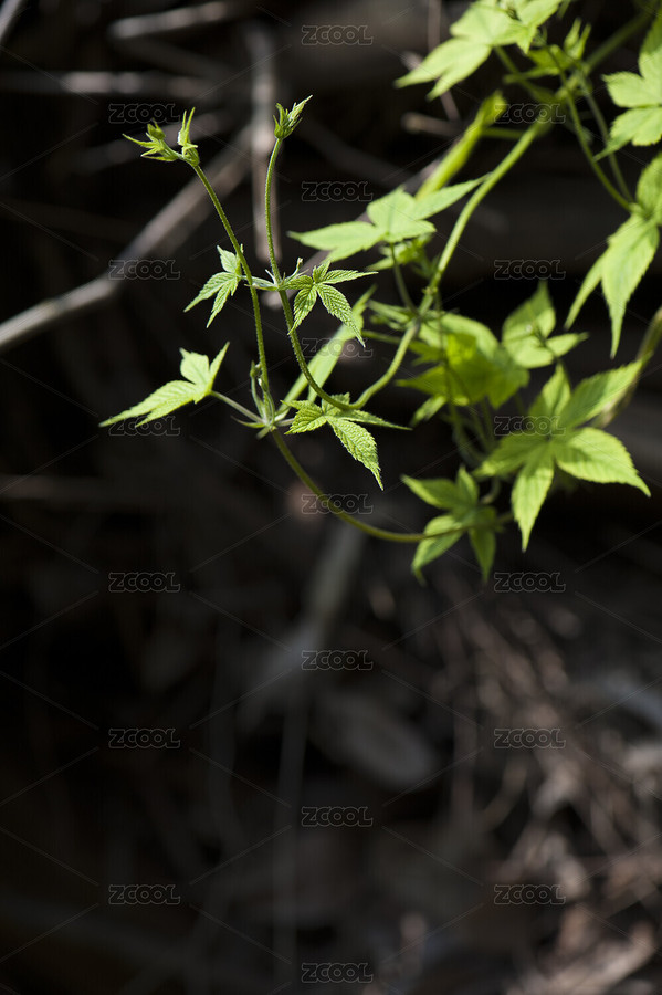 藤曼（主預(yù)覽-7916483） - 未分類 - 站酷設(shè)計(jì)師海岸線攝影工作室原創(chuàng)素材 - 站酷ZCOOL