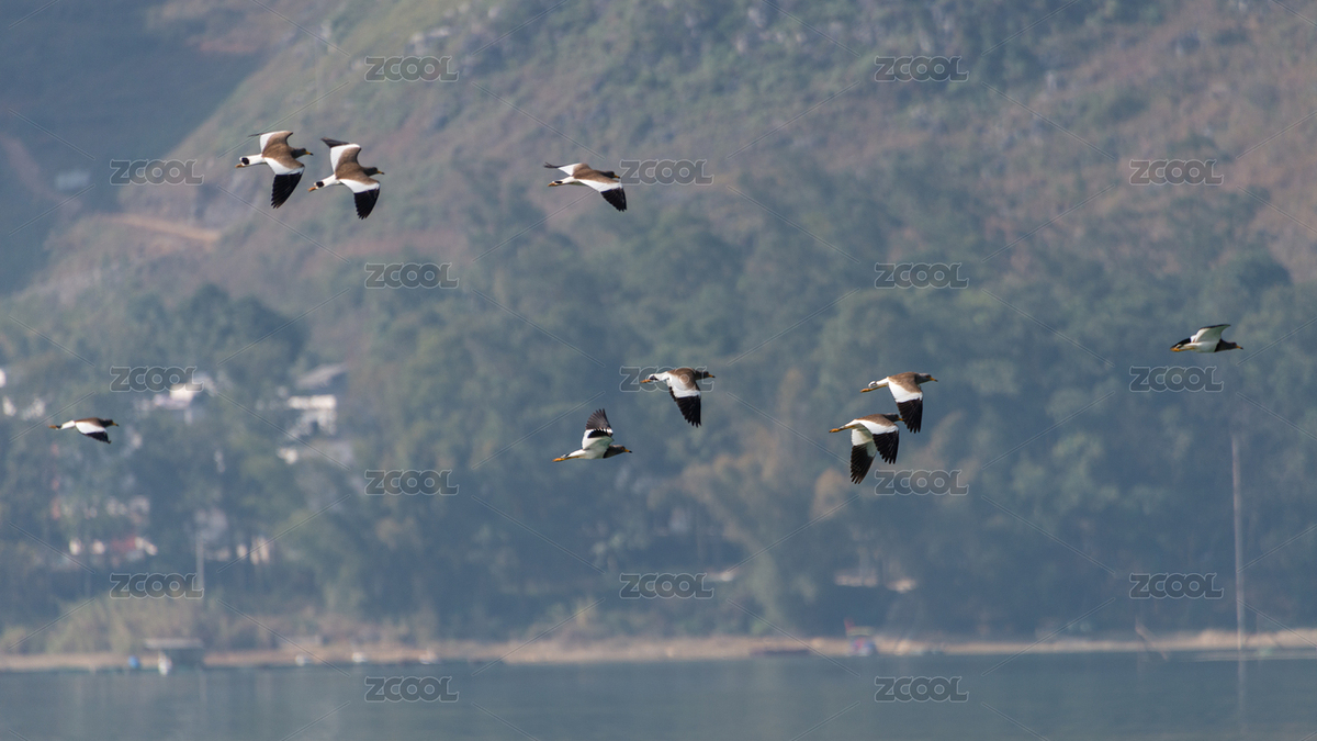 廣西省百色市靖西縣渠洋湖風(fēng)景區(qū)候鳥（主預(yù)覽-7226938） - 未分類 - 站酷設(shè)計(jì)師GiannCheng原創(chuàng)素材 - 站酷ZCOOL