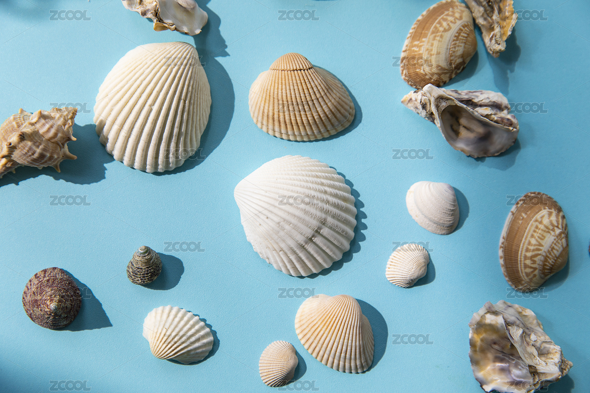 藍色背景上的各種貝殼，海洋貝類（主預覽-5111510） - 未分類 - 站酷設計師一抹蔚藍原創(chuàng)素材 - 站酷ZCOOL