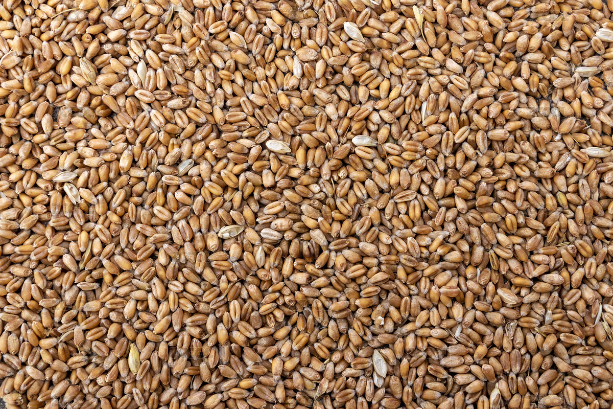 正上方拍攝的自然光下攤平的一整片小麥顆粒（主預(yù)覽-3439266） - 未分類 - 站酷設(shè)計(jì)師葉落秋分原創(chuàng)素材 - 站酷ZCOOL