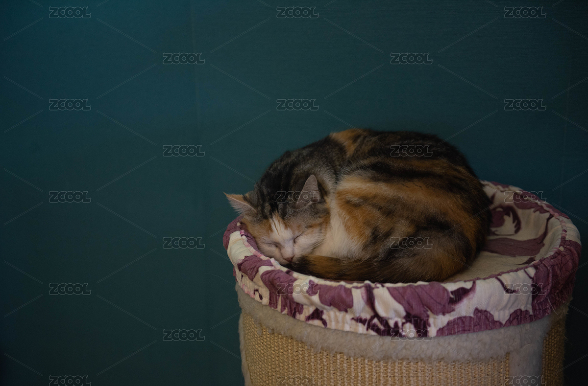 一只貓咪趴在柳編的窩里面睡覺（主預覽-3587271） - 未分類 - 站酷設(shè)計師Jeffrey1218原創(chuàng)素材 - 站酷ZCOOL