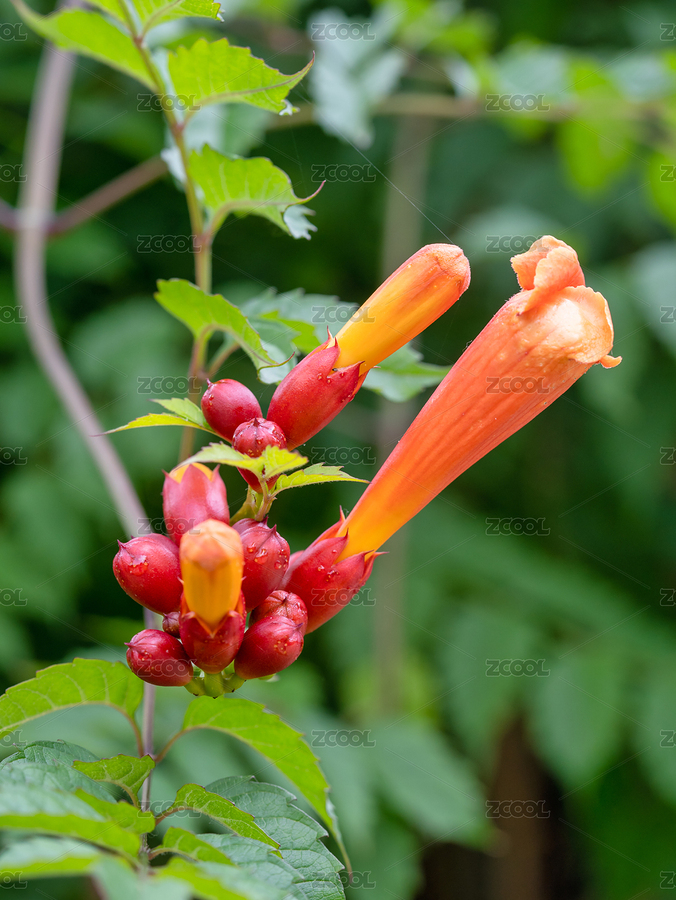 春天的凌霄花特寫（主預覽-5144893） - 未分類 - 站酷設(shè)計師攝影師慢速航班原創(chuàng)素材 - 站酷ZCOOL