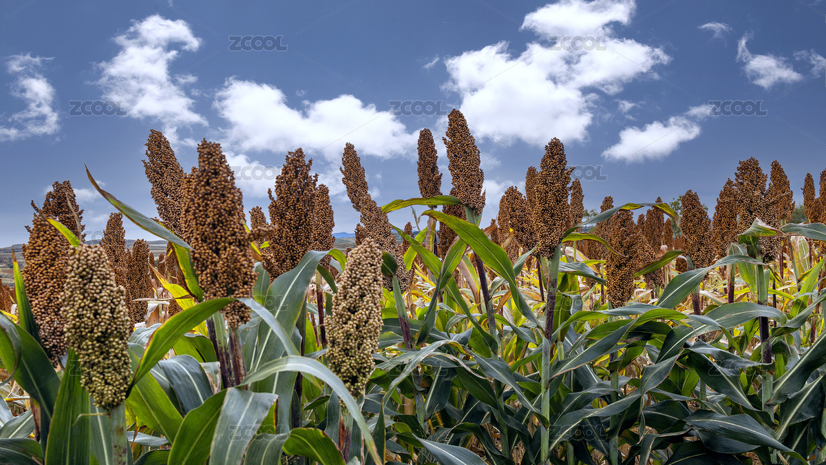 內(nèi)蒙古秋季田園耕地（主預(yù)覽-6988093） - 未分類 - 站酷設(shè)計師沙漠646原創(chuàng)素材 - 站酷ZCOOL