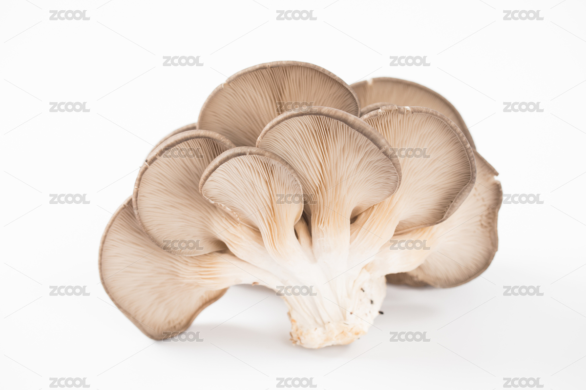 一朵完整的平菇背面白底圖（主預(yù)覽-6475224） - 未分類 - 站酷設(shè)計(jì)師鐵棍山藥芝麻片原創(chuàng)素材 - 站酷ZCOOL
