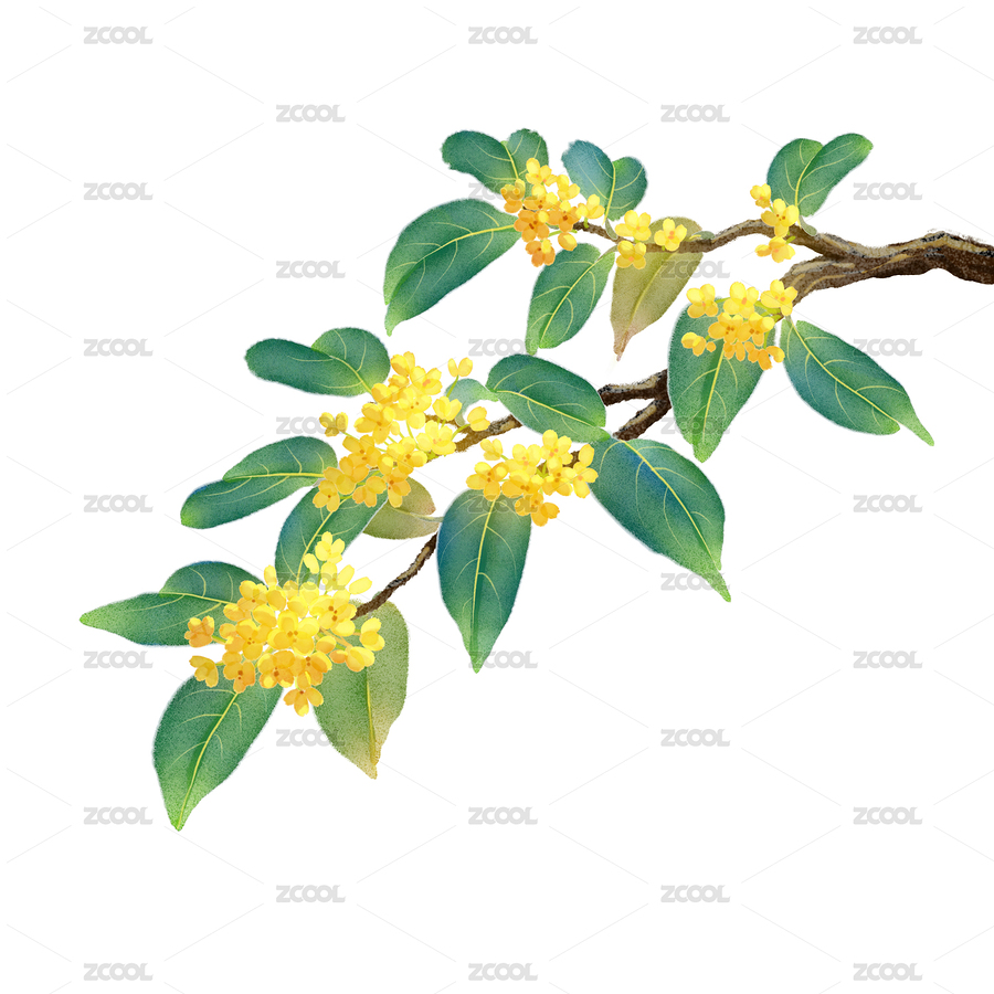桂花插畫（主預覽-11330744） - 未分類 - 站酷設計師歐梅原創(chuàng)素材 - 站酷ZCOOL