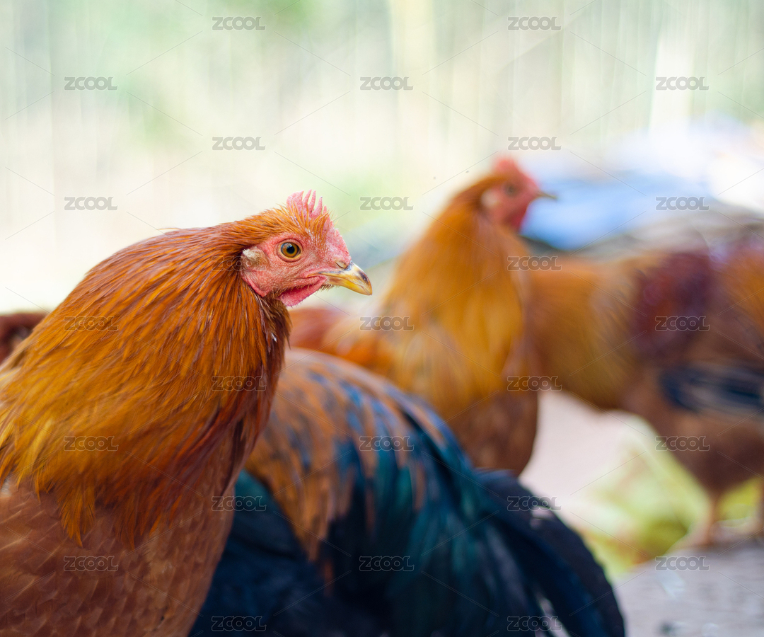 中国乡村农场鸡舍散养鸡（主预览-7839001） - 未分类 - 站酷设计师HQC的视界观原创素材 - 站酷ZCOOL