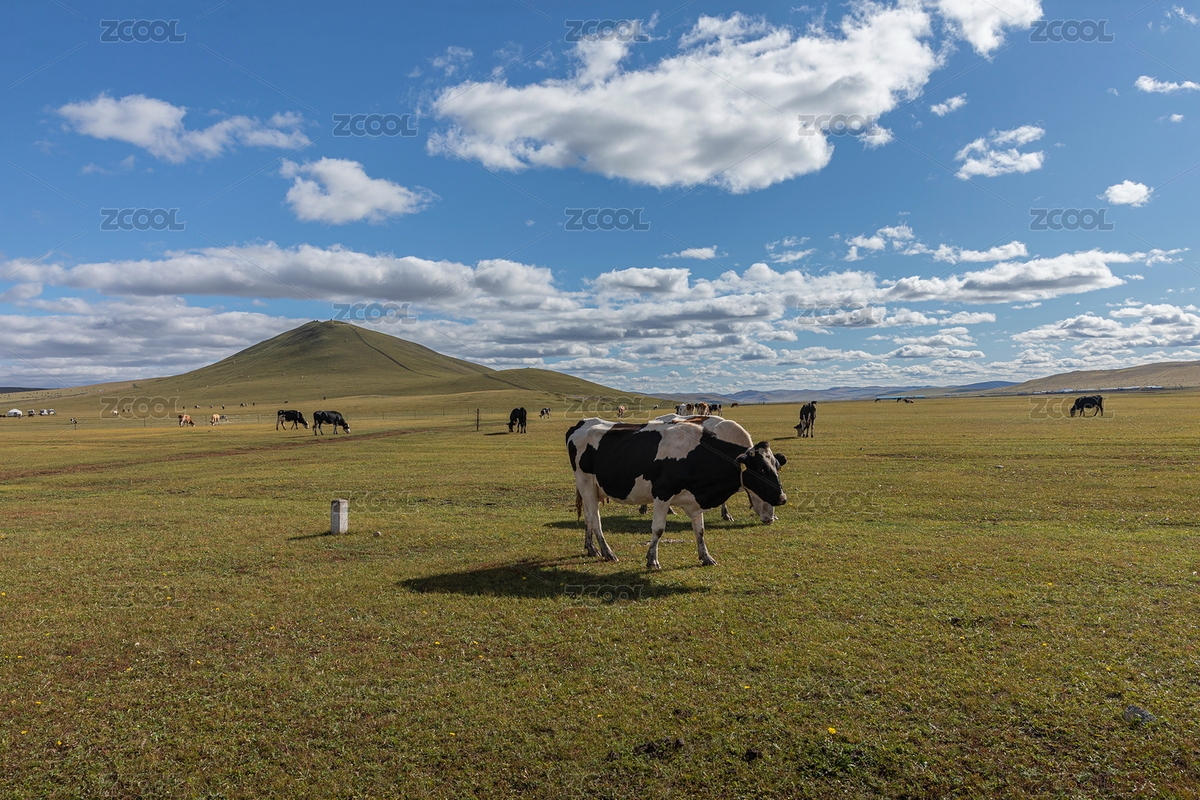 中国内蒙古呼伦贝尔大草原悠闲吃草的牛群（主预览-12321879） - 未分类 - 站酷设计师原野三月原创素材 - 站酷ZCOOL