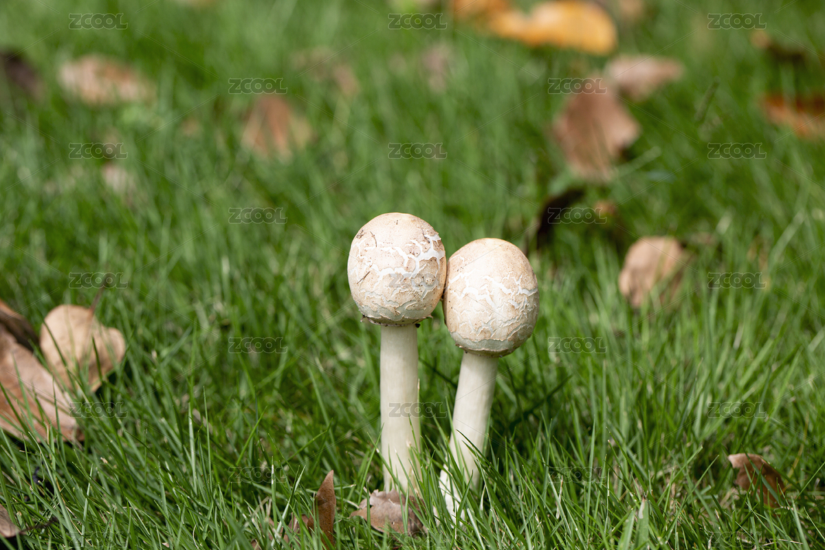 雨后草地里長(zhǎng)出的真菌（主預(yù)覽-2921717） - 未分類(lèi) - 站酷設(shè)計(jì)師伊留西斯原創(chuàng)素材 - 站酷ZCOOL