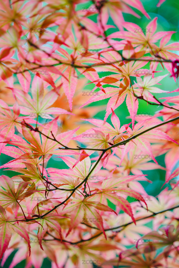 秋天红叶（主预览-2777966） - 未分类 - 站酷设计师Judy519原创素材 - 站酷ZCOOL