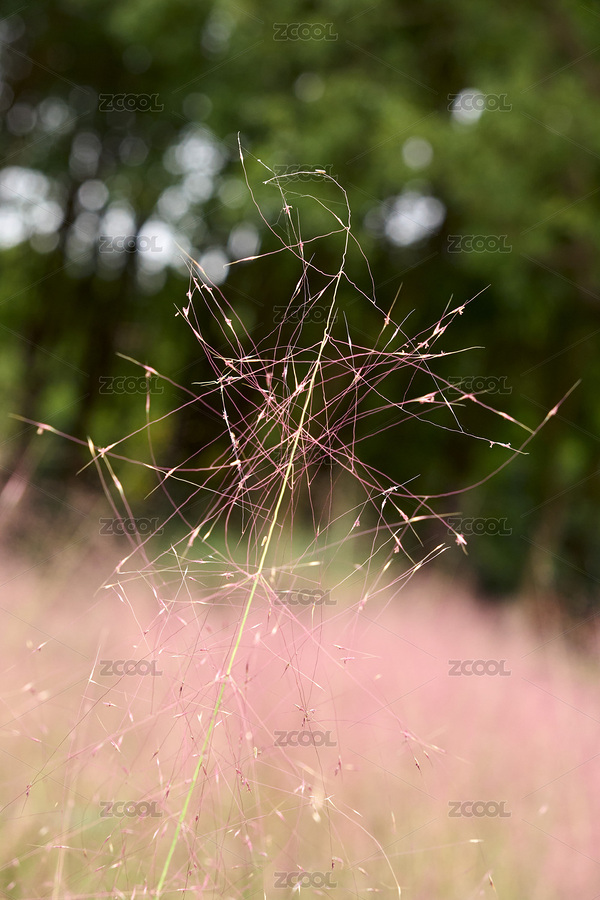 粉黛乱子草在微风中轻柔摇曳（主预览-12219280） - 未分类 - 站酷设计师Z31443353原创素材 - 站酷ZCOOL