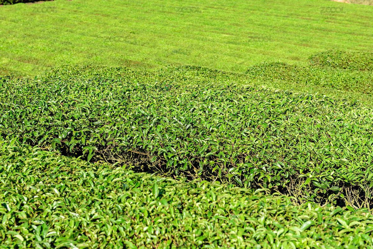 茶园（主预览-8704529） - 未分类 - 站酷设计师静泉曼妙原创素材 - 站酷ZCOOL