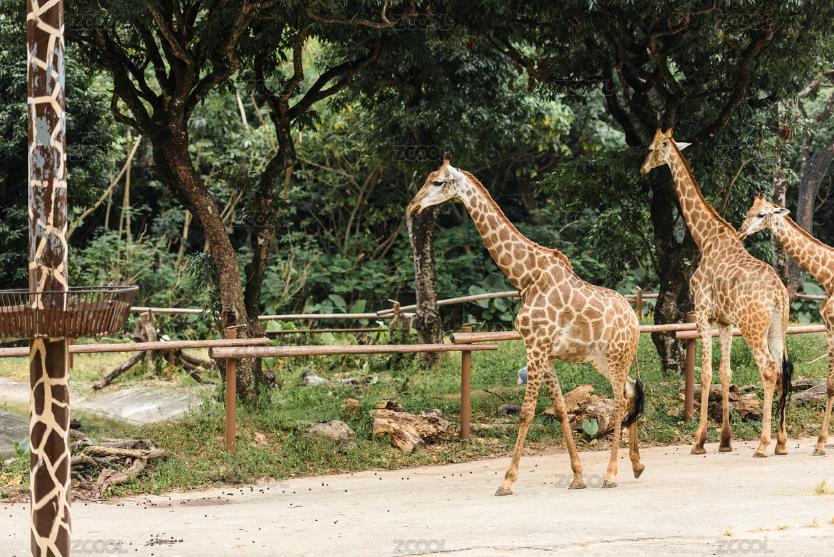 野生動(dòng)物園里的長(zhǎng)頸鹿（主預(yù)覽-5011776） - 未分類 - 站酷設(shè)計(jì)師forgetsky原創(chuàng)素材 - 站酷ZCOOL
