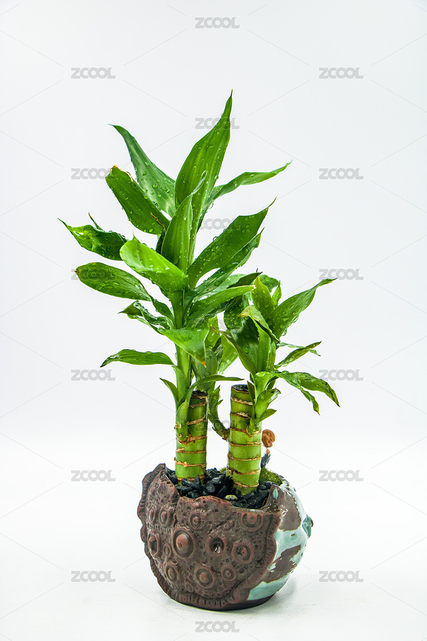 觀音竹富貴竹微型盆景（主預(yù)覽-5295821） - 未分類 - 站酷設(shè)計師菩提子1000原創(chuàng)素材 - 站酷ZCOOL