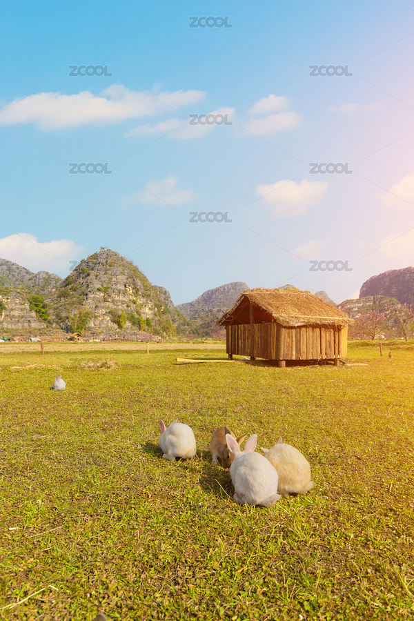 中國云南文山普者黑兔子（主預(yù)覽-7261647） - 未分類 - 站酷設(shè)計(jì)師Z95589073原創(chuàng)素材 - 站酷ZCOOL