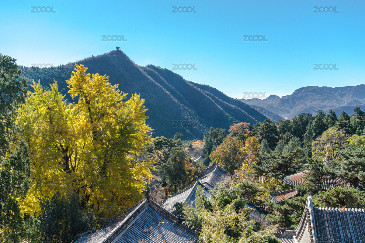 北京潭柘寺的古銀杏（主預(yù)覽-1318459） - 未分類 - 站酷設(shè)計師張爾顯原創(chuàng)素材 - 站酷ZCOOL