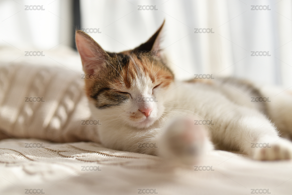 在陽(yáng)臺(tái)上熟睡的三色貓咪（主預(yù)覽-1064720） - 未分類(lèi) - 站酷設(shè)計(jì)師JyCando原創(chuàng)素材 - 站酷ZCOOL