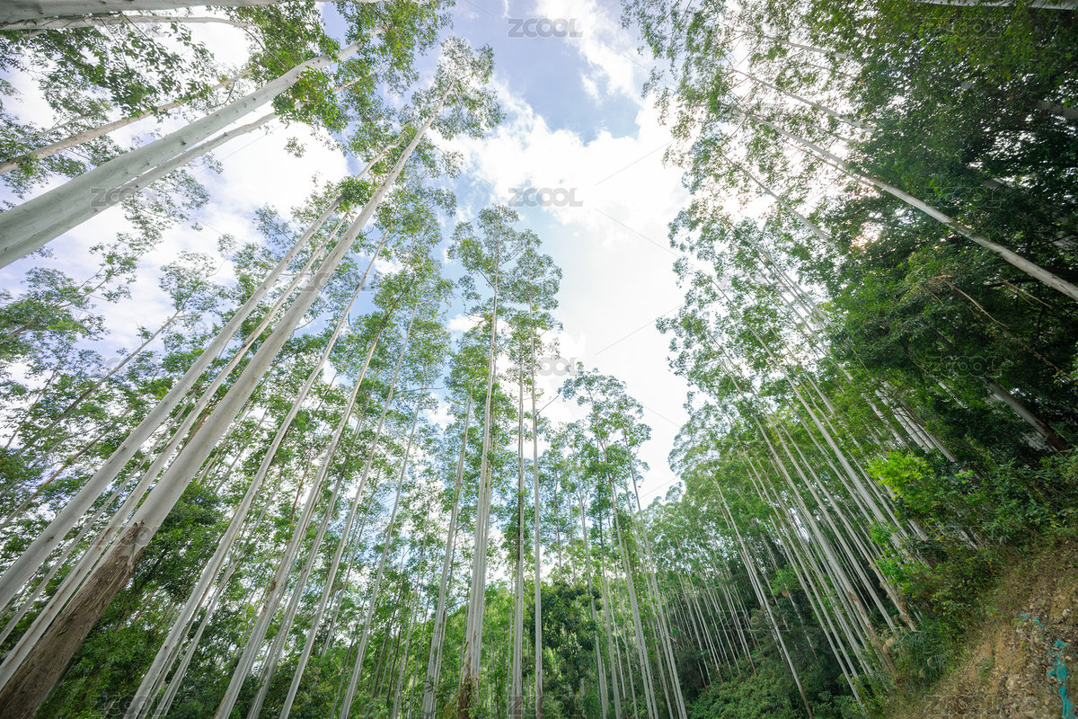 陽光穿透熱帶桉樹林的樹冠（主預覽-12690984） - 未分類 - 站酷設(shè)計師ben.CH原創(chuàng)素材 - 站酷ZCOOL