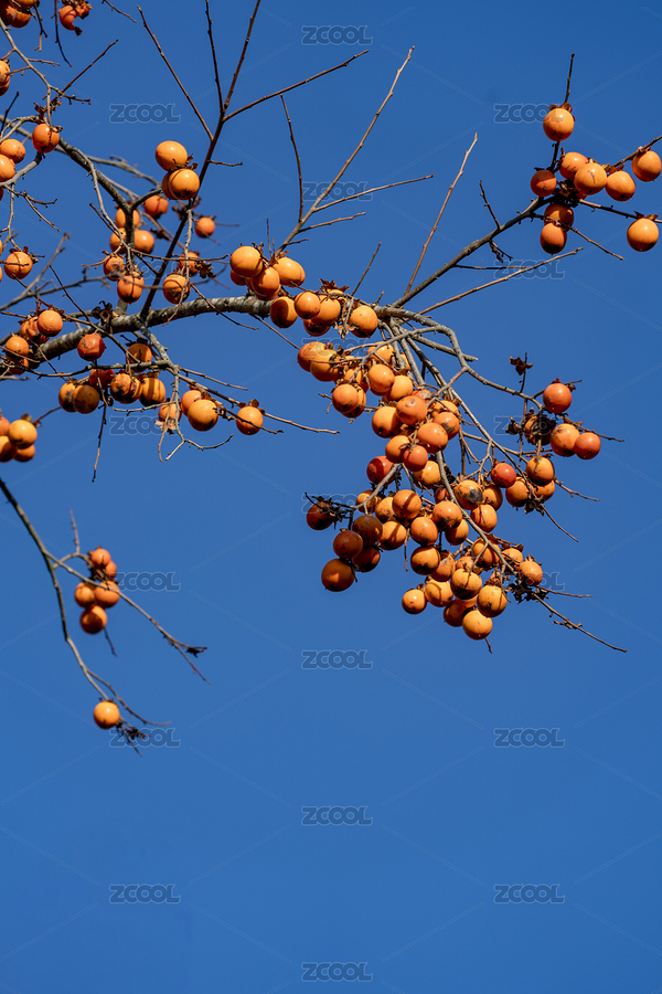 巴東深山老林中的柿子熟了（主預(yù)覽-7537698） - 未分類 - 站酷設(shè)計師蟲兒飛a原創(chuàng)素材 - 站酷ZCOOL