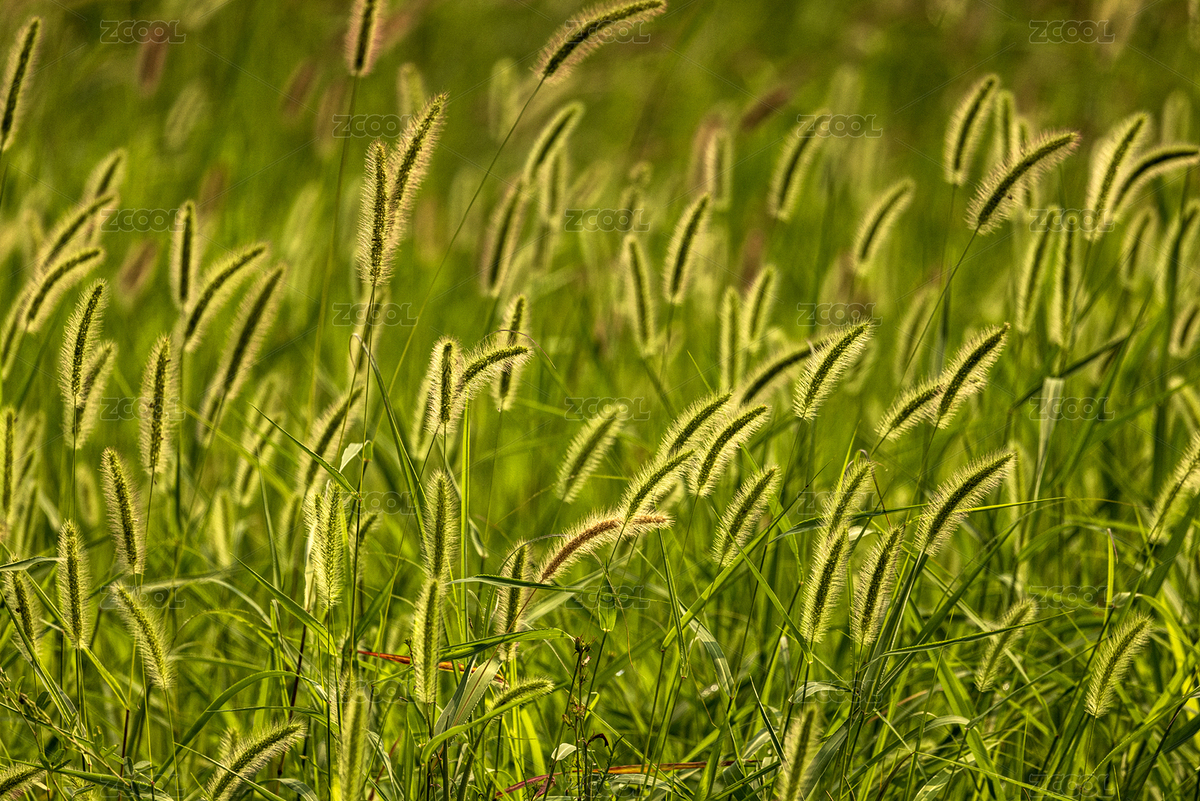 狗尾巴草在逆光下發(fā)著迷人的光（主預(yù)覽-10834258） - 未分類 - 站酷設(shè)計(jì)師山野耕夫原創(chuàng)素材 - 站酷ZCOOL