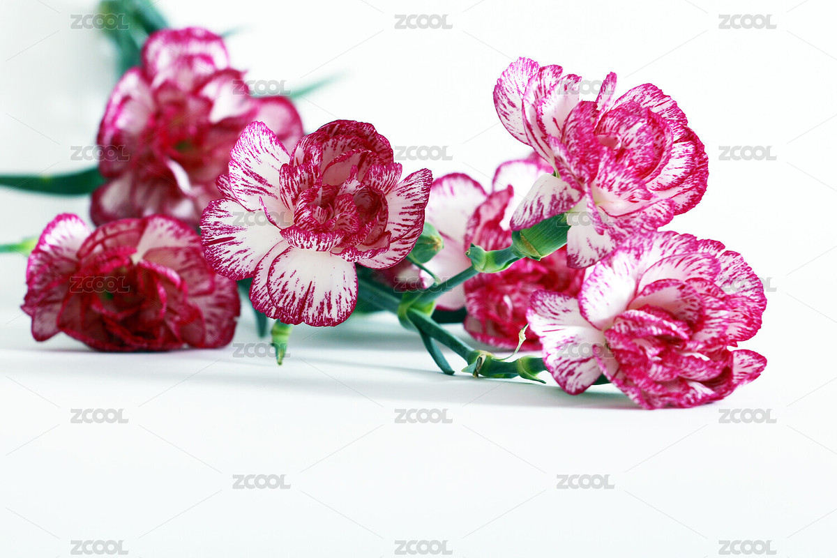 康乃馨（主預(yù)覽-8229414） - 未分類 - 站酷設(shè)計(jì)師Sam_Tse原創(chuàng)素材 - 站酷ZCOOL