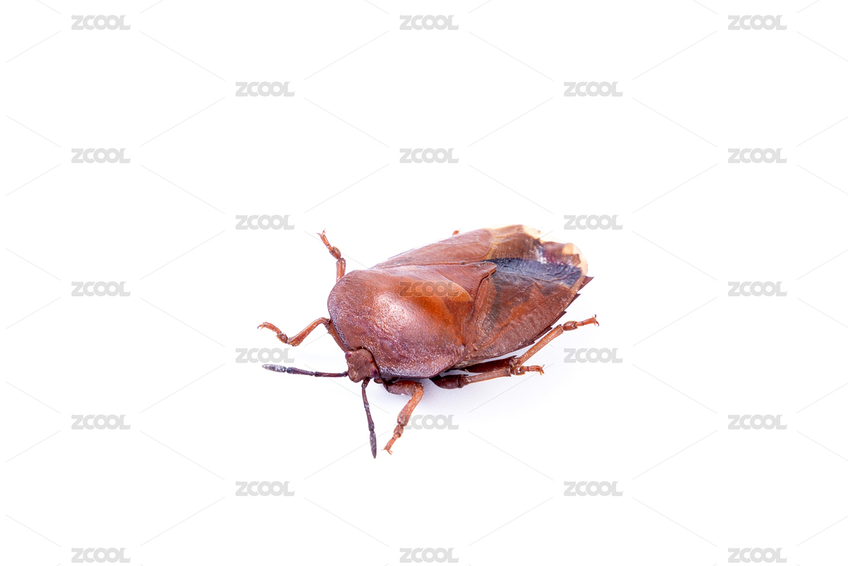 白色背景上的花蝽標(biāo)本（主預(yù)覽-8736683） - 未分類 - 站酷設(shè)計(jì)師曄希原創(chuàng)素材 - 站酷ZCOOL