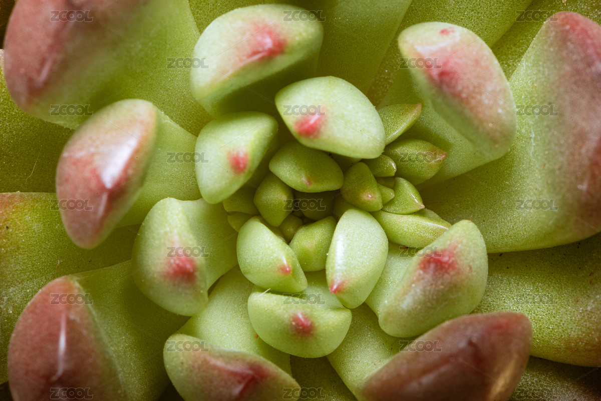 紅寶石綠色多肉植物俯視角度微距背景圖（主預(yù)覽-7943962） - 未分類 - 站酷設(shè)計(jì)師SteveWoolf原創(chuàng)素材 - 站酷ZCOOL