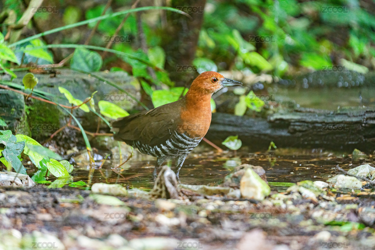 一只白喉斑秧鸡在密林下的浅水塘里嬉戏沐浴（主预览-8850158） - 未分类 - 站酷设计师sunny0756原创素材 - 站酷ZCOOL