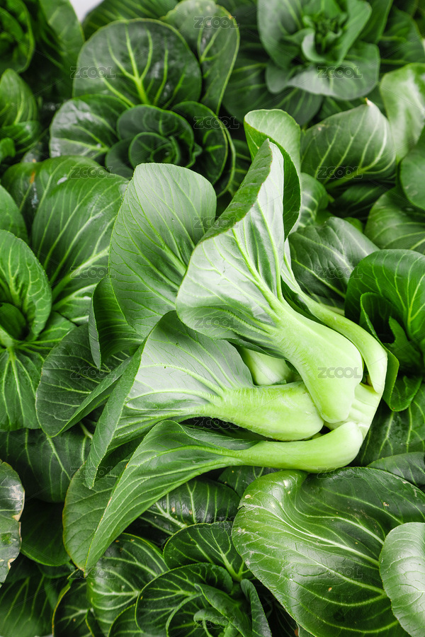 小青菜特寫（主預(yù)覽-5776485） - 未分類 - 站酷設(shè)計(jì)師PAOPAO攝影工作室原創(chuàng)素材 - 站酷ZCOOL