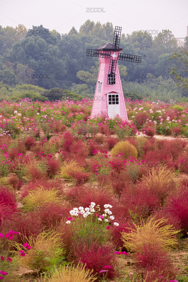 武漢東湖馬鞍山森林公園地膚草（主預(yù)覽-6414373） - 未分類 - 站酷設(shè)計(jì)師菠蘿撞上椰子原創(chuàng)素材 - 站酷ZCOOL