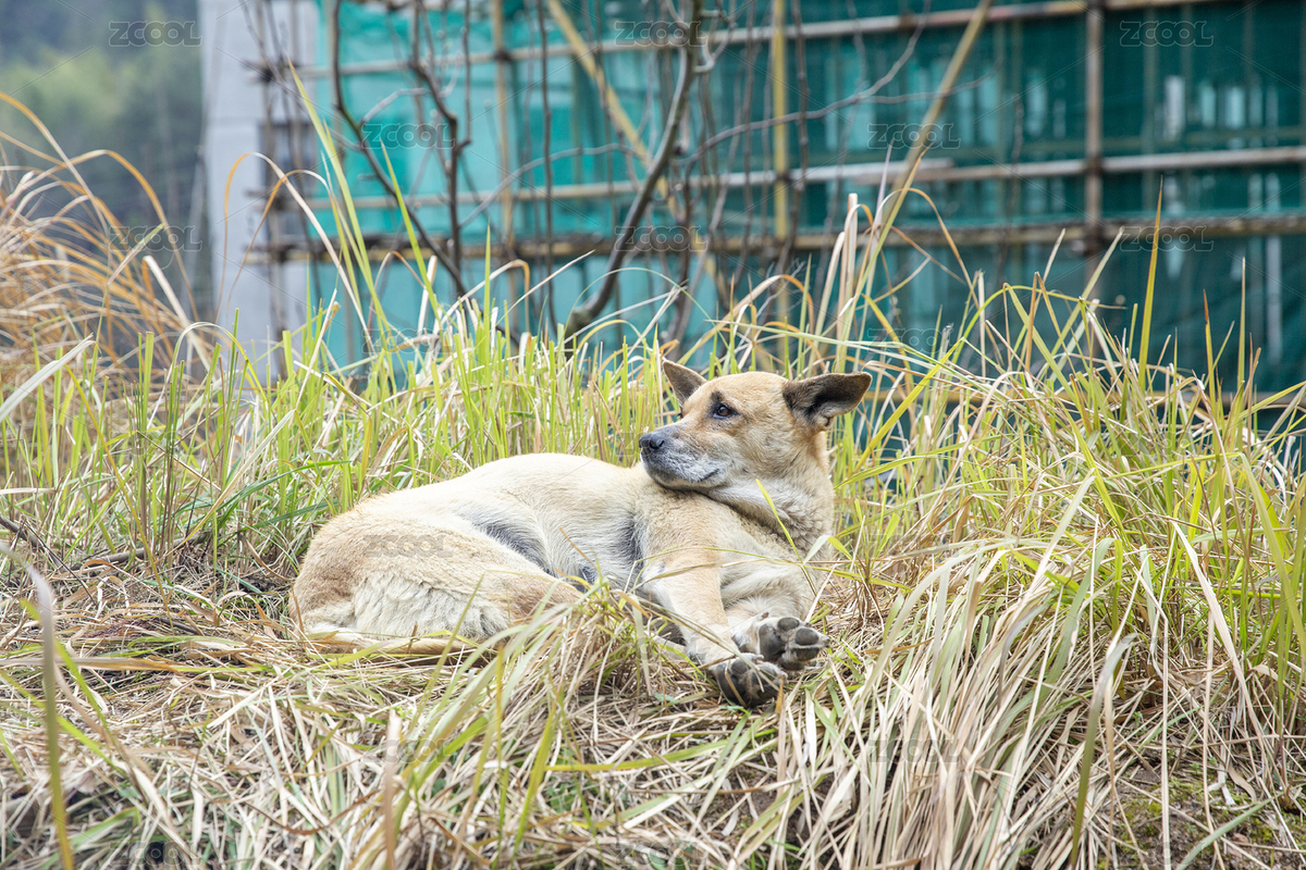 農(nóng)村的土狗睡懶覺（主預(yù)覽-1069291） - 未分類 - 站酷設(shè)計(jì)師影居原創(chuàng)素材 - 站酷ZCOOL