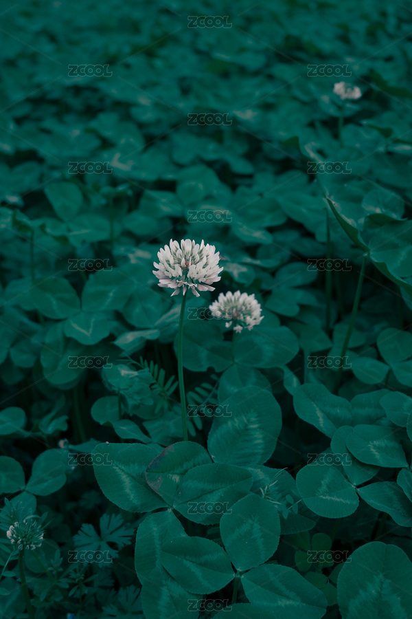 幸运草花（主预览-1721464） - 未分类 - 站酷设计师千重峰原创素材 - 站酷ZCOOL