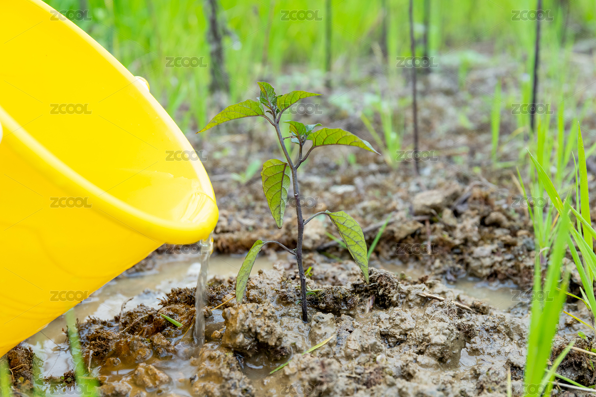 植樹節(jié)給樹苗澆水（主預覽-3149794） - 未分類 - 站酷設計師未&來原創(chuàng)素材 - 站酷ZCOOL