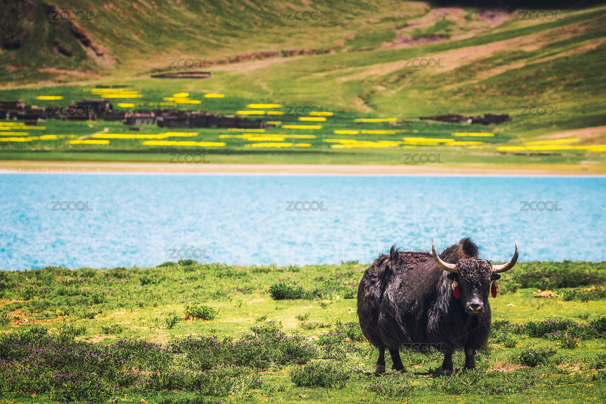 中國西藏羊卓雍措湖邊的牦牛與村落（主預覽-6442808） - 未分類 - 站酷設計師一天看世界原創(chuàng)素材 - 站酷ZCOOL